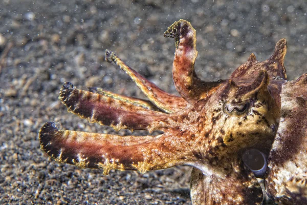 Cuttlefish lula subaquática em areia de lava preta muito mergulho — Fotografia de Stock