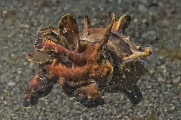 Squid tintahal víz alatt-a fekete láva homok sok búvár — Stock Fotó