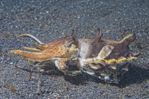 Squid cuttlefish underwater on black lava sand much dive — Stock Photo, Image