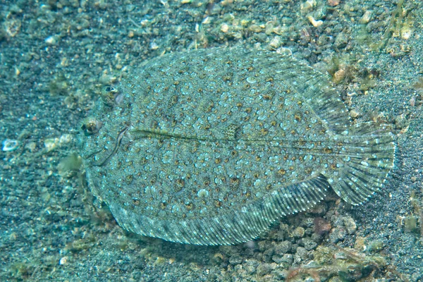 A flat fish eyes detail while hiding in the sand  in indonesia