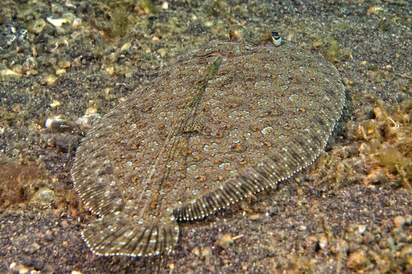 En platt fisk ögon detalj samtidigt som gömmer sig i sanden i Indonesien — Stockfoto