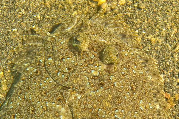 En platt fisk ögon detalj samtidigt som gömmer sig i sanden i Indonesien — Stockfoto