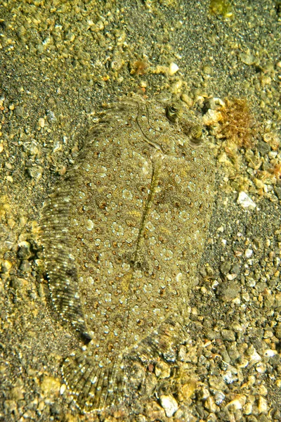 Ein Detail mit flachen Fischaugen beim Verstecken im Sand in Indonesien — Stockfoto