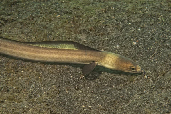 En platt fisk ögon detalj samtidigt som gömmer sig i sanden i Indonesien — Stockfoto