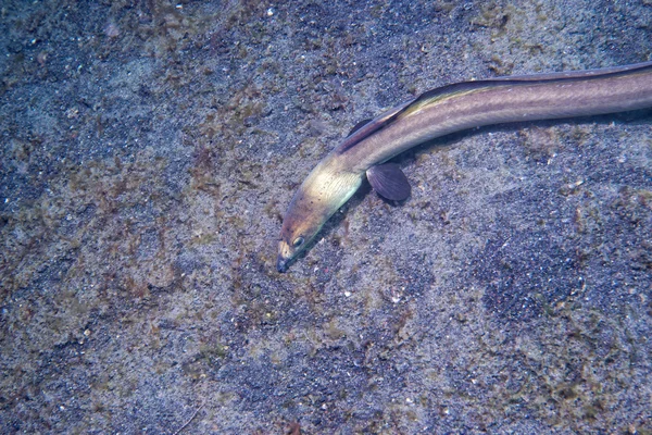 Un pez plano ojos detalle mientras se esconde en la arena en Indonesia — Foto de Stock