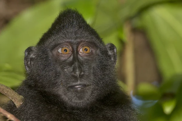 Macaque noir crêpé tout en vous regardant dans la forêt — Photo