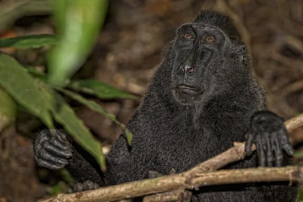 Crested black macaque while looking at you in the forest — Stock Photo, Image