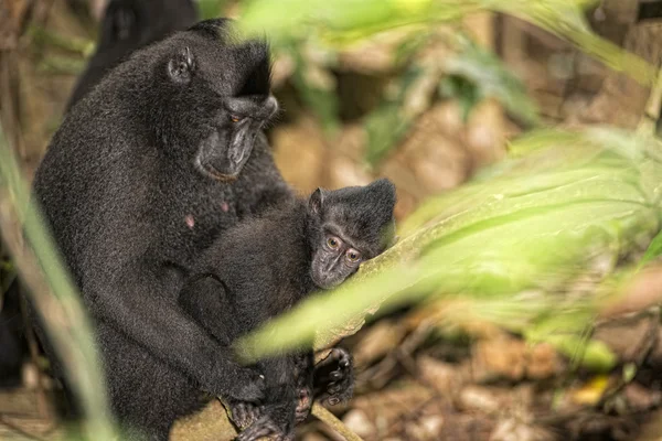 Černé makak chocholatý při pohledu na vás v lese — Stock fotografie
