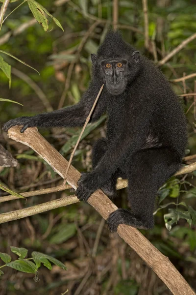 Macaco negro crestado mientras te mira en el bosque — Foto de Stock