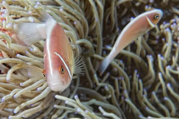 Clown fisk medan du tittar på dig från anemone — Stockfoto