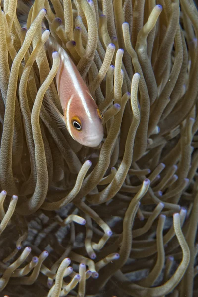 Palyaço balık sana anemone bakmak ise — Stok fotoğraf