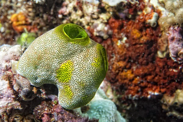 绿色的海鞘硬珊瑚细节 — 图库照片