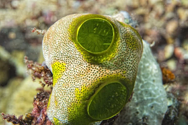 Zöld ascidian kemény korall részletesen — Stock Fotó