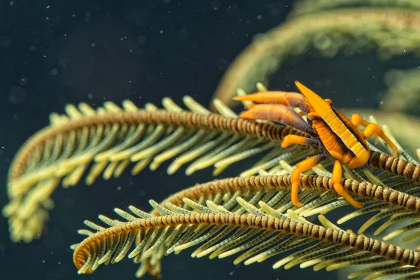 海百合的橙色虾 ctab — 图库照片