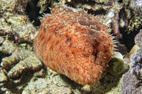 Red holothurian underwater — Stock Photo, Image