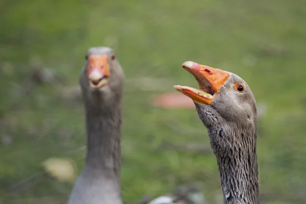 Gås isolerat nära upp porträtt — Stockfoto