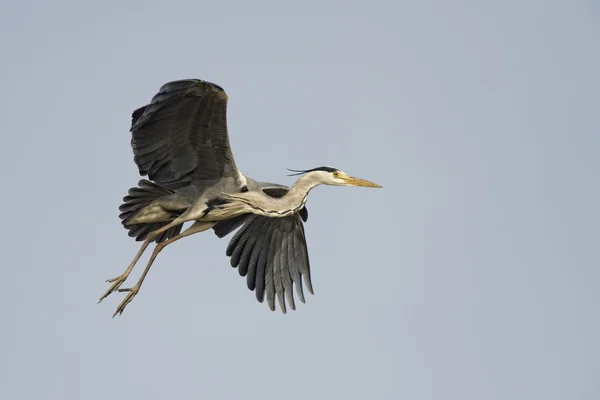 En blå svart heron — Stockfoto