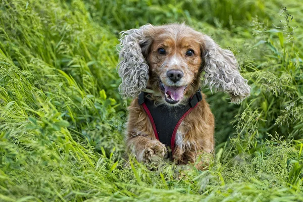 Puppy dog cocker spaniel portrait — Stock Photo, Image