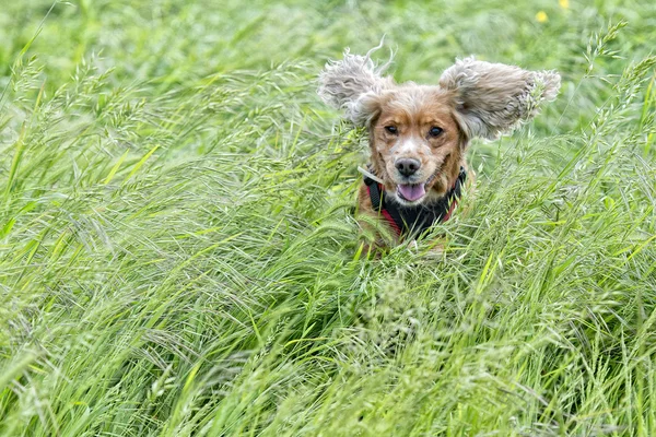 Puppy dog cocker spaniel portrait — Stock Photo, Image