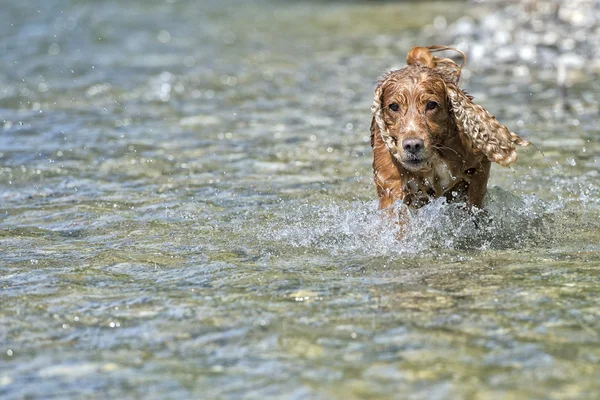 Welpe Hund Cocker Spaniel Portrait — Stockfoto