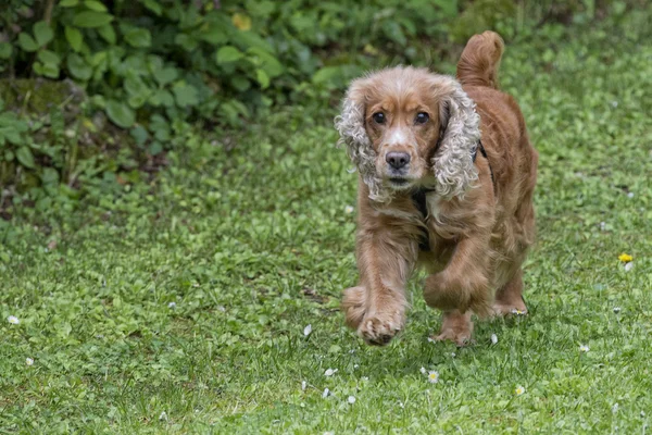 Puppy hond cocker spaniel portret — Stockfoto