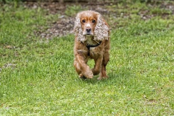 Портрет щенка-кокера-спаниеля — стоковое фото