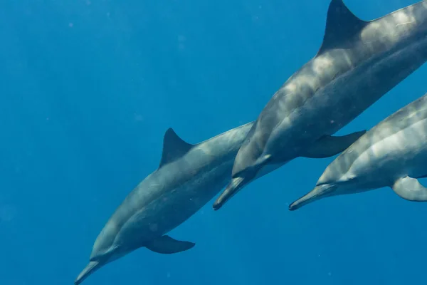 Dolfijn onderwater — Stockfoto