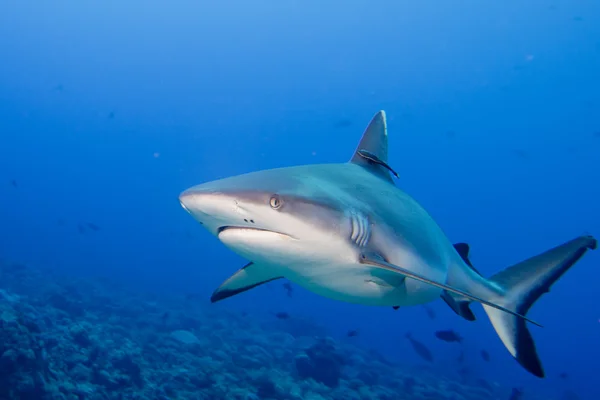 Un requin gris mâchoires prêtes à attaquer sous l'eau gros plan portrait — Photo