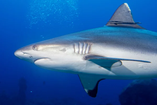 Un requin gris mâchoires prêtes à attaquer sous l'eau gros plan portrait — Photo