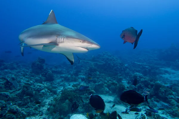 Una mandíbula de tiburón gris lista para atacar bajo el agua de cerca retrato — Foto de Stock