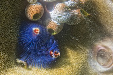 blue christmas tree worm clipart