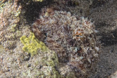 gece dalış gelen kum üzerinde ahtapot