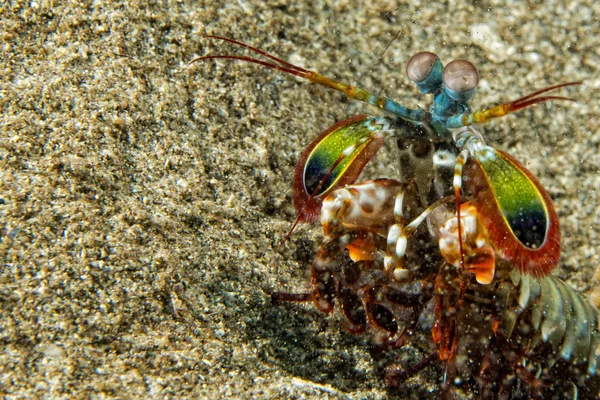 Mantis омарів захищається яйця — стокове фото