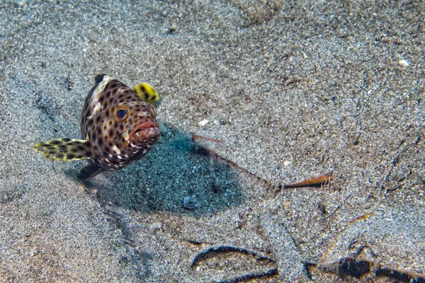 孤立在黑色的多彩石斑鱼 — 图库照片