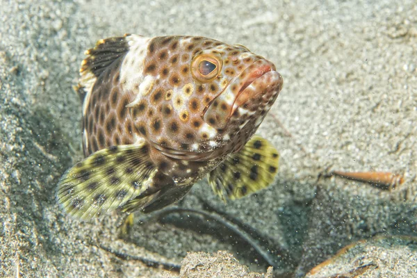 Kleurrijke grouper geïsoleerd op zwart — Stockfoto
