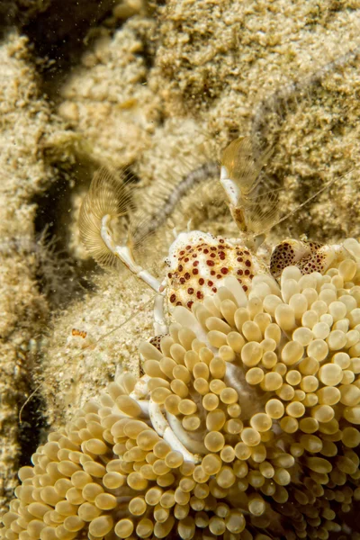 Porcelain crab — Stock Photo, Image