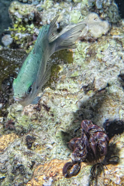 Isolerade grå damesel fisk i revet — Stockfoto