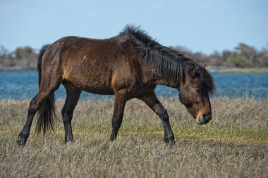 Assateague atı vahşi pony