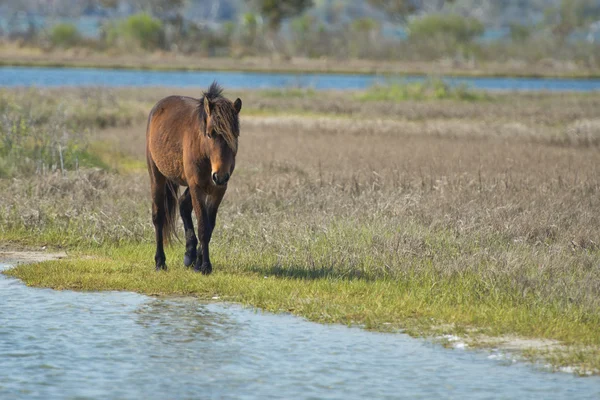 Assateague paard wilde pony — Stockfoto