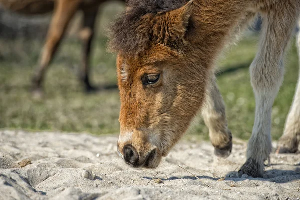 Assateague koně baby mladé štěně divoký poník — Stock fotografie