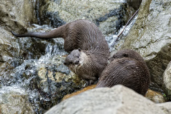 Fischotter-Porträt — Stockfoto