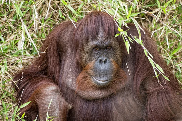 Orangutan portrét na pozadí trávy — Stock fotografie