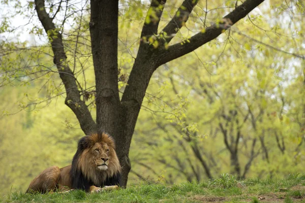 Лев на фоне лесной саваны — стоковое фото