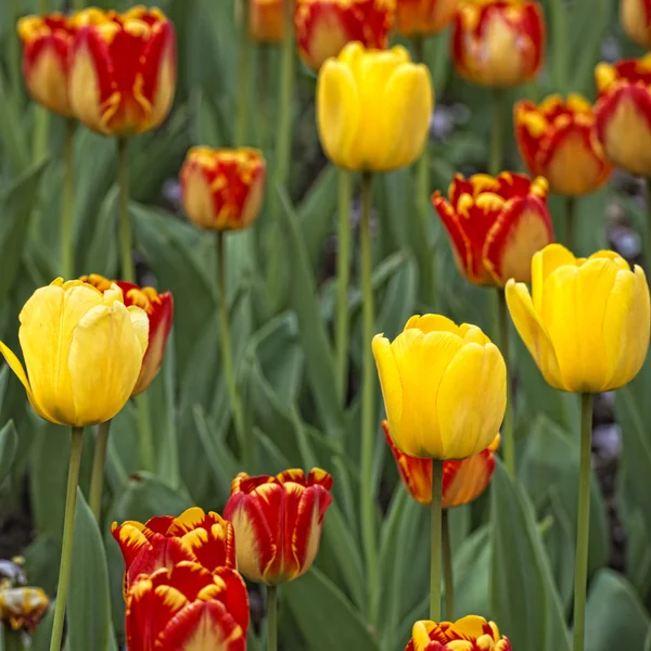 Květu tulipány — Stock fotografie