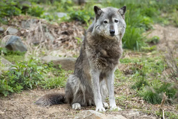 Lobo cinzento enquanto olha para ti — Fotografia de Stock