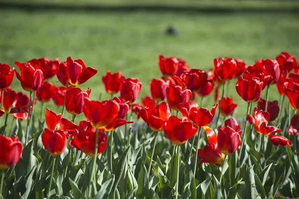 Tulips blossom — Stock Photo, Image