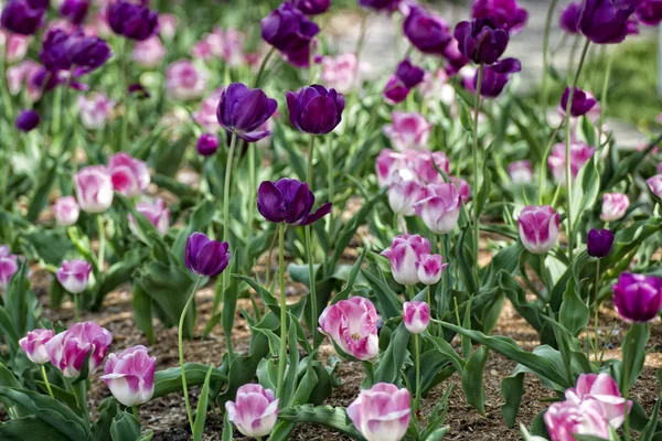 Květu tulipány — Stock fotografie