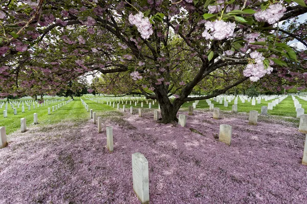 Arlington kyrkogården kyrkogårdアーリントンの墓地の墓地 — Stockfoto