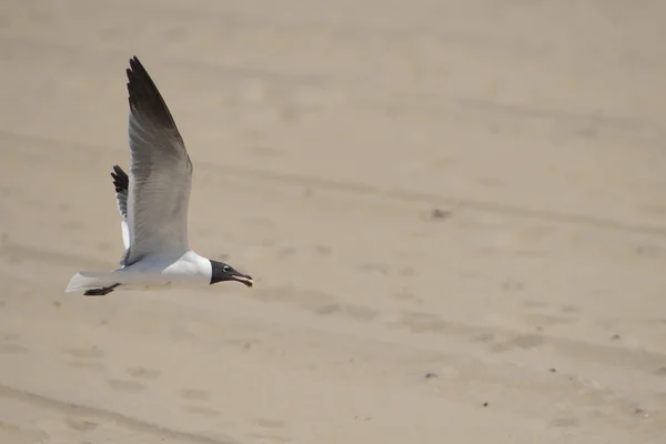 Gaviota volando hacia ti —  Fotos de Stock