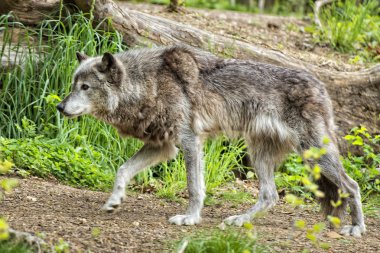 Sana bakmak ise gri kurt